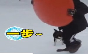 【轻松时刻】动物甩节操 怒刷存在感 74