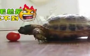 【轻松时刻】减肥的心和吃货的胃 我赌胃赢 159