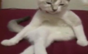 【轻松时刻】呆萌的游走在每一次危险边缘 110