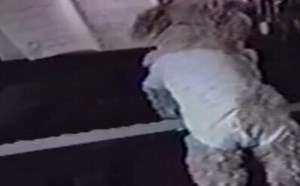 【逗逼说】狗狗搞笑演唱会