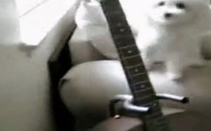 【逗逼说】搞笑的宠物什么都会弹