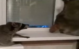 【逼逗说】可爱的猫哥们在家自嗨玩DJ,肚子笑拉