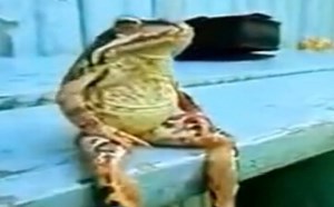 【逗逼说】250狗哥你别那么那么搞笑