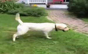 【逗逼说】逗比宠物滑滑搞笑死你