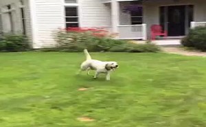 【逗逼说】【萌宝逗宠】可不可以不要卖萌