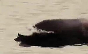 【逗逼说】【整人专家】小孩整蛊，你招架的住吗？