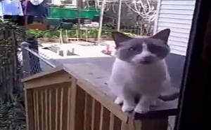 【逗逼说】可不可以不要卖萌