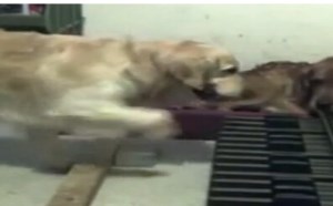 【逗逼说】搞笑的萌狗弹琴