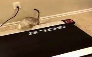 【逗逼说】【萌宝逗宠】 超级萌喵喵