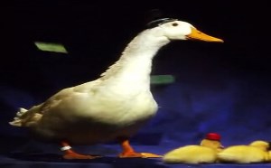 【逗逼说】小黄鸭搞笑历险记