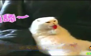 【逗逼说】搞笑宠物大集合