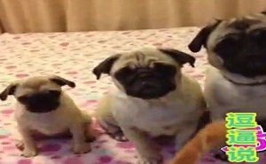 【逗逼说】搞笑宠物大比拼