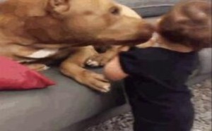 这苹果成精了吧 每日一囧 16