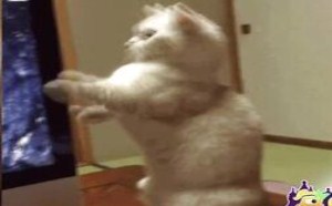 那个屁股太恶了  每日一囧 24