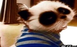 大冬天的被那个蝴蝶吓出汗 每日一囧 32