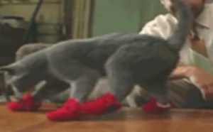 盘点世界各国的奇葩法律 每日一囧 211