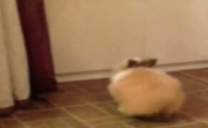 地铁发现一对败坏社会风气的男女 居然在吹箫 每日一囧 187