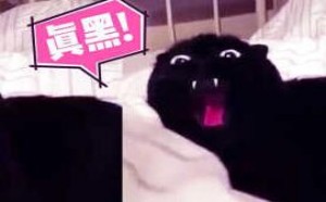 史上最温柔的老虎 最黑的喵星人06萌星人de那些破事2017