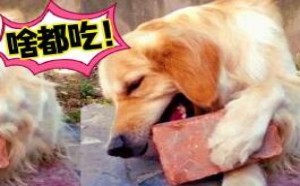 真是无语！在吃货眼里没啥不能吃 07萌星人de那些破事