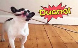 这智商被狗吃了吗？竟然不如狗08 萌星人de那些破事2017