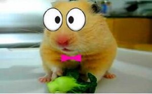 挑战蠢萌动物反射弧 笑死人啦！萌星人de那些破事05