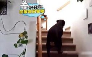 虎落平阳被犬欺！以小欺大，这还有天理吗？ 萌星人de那些破事08