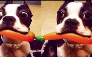 蠢蛋搞怪秀谁死了！出门忘带脑子了吗？智商为零 萌星人de那些破事28