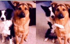 这小贱人干着真爽!摩擦起电,汪星人炸毛了 萌星人de那些破事29 这小贱人干着真爽!摩擦起电,汪星人炸毛了 萌星人de那些破事29