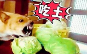 老板不发年终奖叫我怎么办?买车买房全泡汤 萌星人de那些破事50 老板不发年终奖叫我怎么办?买车买房全泡汤 萌星人de那些破事50