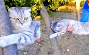 喵星人也爱旅游 玩得太嗨死活不愿意回家 萌星人de那些破事49 喵星人也爱旅游 玩得太嗨死活不愿意回家 萌星人de那些破事49