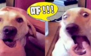 苍天啊！我真的怀疑养了假宠物 05 萌星人de那些破事2017