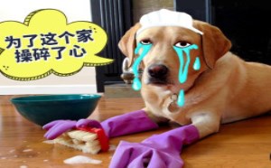 别以为宠物傻 在关键时刻或许能帮大忙？18