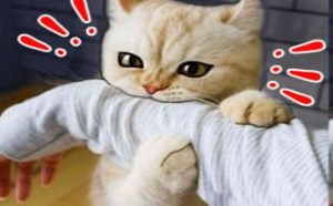 动物们发起飙来，后果相当严重！萌星人de那些破事34