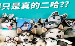 考验眼力游戏,动物也会玩躲猫猫 萌星人de那些破事35 考验眼力游戏,动物也会玩躲猫猫 萌星人de那些破事35