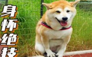 行走江湖狗狗的独门绝技 惊呆铲屎官！萌星人破事36