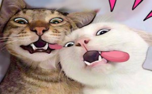 你HOLD住吗？难怪你不敢养猫哦 萌星人de那些破事23