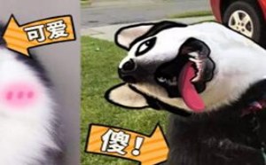 扮起可爱的二哈,实力演绎什么才是傻！萌星人破事31