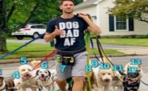 妈妈总闲养我辛苦，看看大户人家养十几只狗怎么过 33